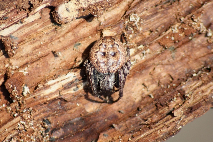 Nuctenea cf. umbratica, Pistius truncatus,Clubiona, Pardosa